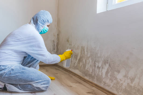 Licensed Commercial Mold Remediation service in Belle Mead, NJ - WQB Mold Removal