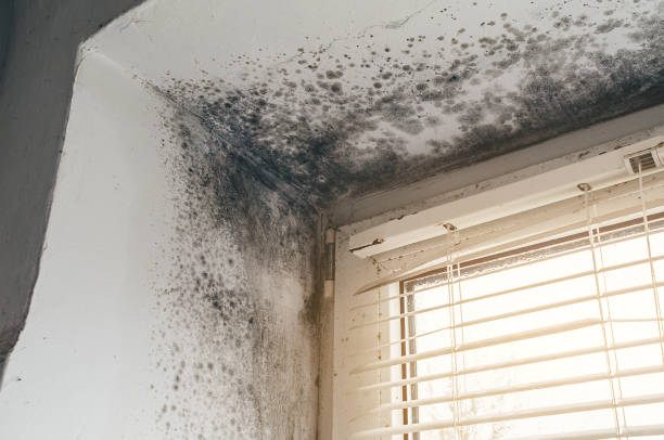 Affordable Commercial Mold Remediation solutions in Belle Mead, NJ